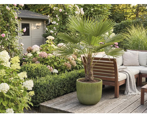 Tuin met palmboom in pot, tuinbank en bloemen