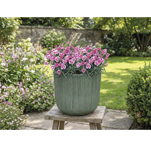 Bloempot met anjers op houten kruk in de tuin