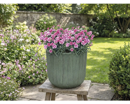 Bloempot met anjers op houten kruk in de tuin