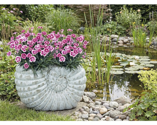 FLORASELF Anjer Dianthus Pink Kisses potmaat Ø 10,5 cm H 9 cm