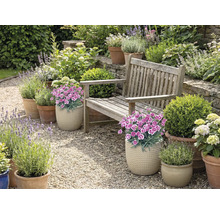 Tuin met houten bank, bloemen en planten in potten