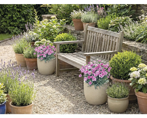 Tuin met houten bank, bloemen en planten in potten