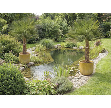 Tuinvijver met oeverbeplanting en twee palmen in plantenbakken