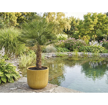 Chinese waaierpalm in een pot in de tuin bij de vijver