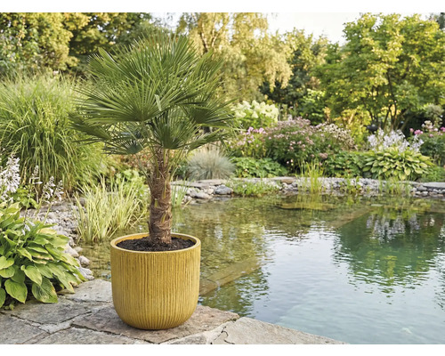 Chinese waaierpalm in een pot in de tuin bij de vijver