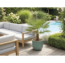 Buitenkant met tuinmeubelen, zwembad en potplant met waaierpalm