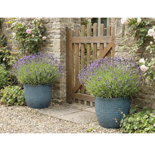 Twee gestructureerde plantenbakken met lavendel naast een tuinhek.