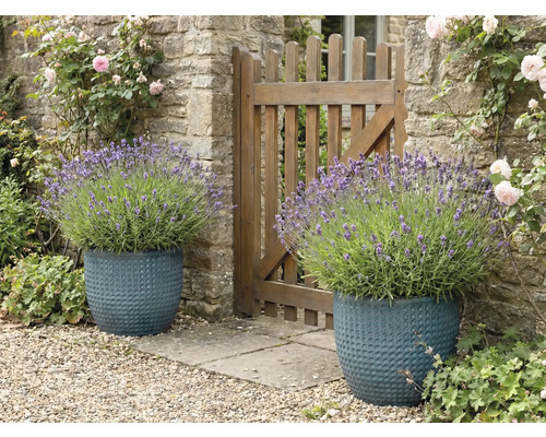 Twee gestructureerde plantenbakken met lavendel naast een tuinhek.