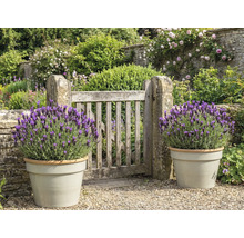 Tuin met houten poort en lavendel in plantenbakken