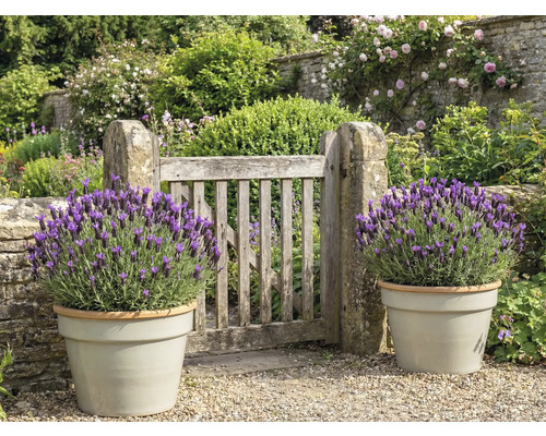 Tuin met houten poort en lavendel in plantenbakken