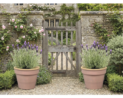 Tuin met stenen poort, rozen, lavendel in potten en grindpad