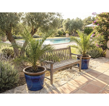 Tuinscene met houten bank en dadelpalmen in potten bij het zwembad