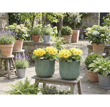 Decoratieve tuinscène met gele bloemen in plantenbakken