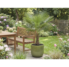 Tuin met waaierpalm in pot, houten tafel en bank