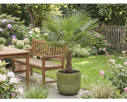 Tuin met waaierpalm in pot, houten tafel en bank
