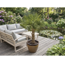 Tuinscene met meubels en een palmboom in een pot op een houten terras naast een vijver