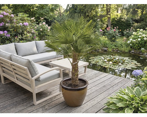 Tuinscene met meubels en een palmboom in een pot op een houten terras naast een vijver