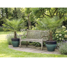 Tuin scène met twee waaierpalmen in plantenbakken en een houten bank