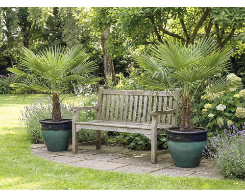 Tuin scène met twee waaierpalmen in plantenbakken en een houten bank