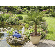 Tuinscene met vijver, blauw visfiguur op steen en palm in pot
