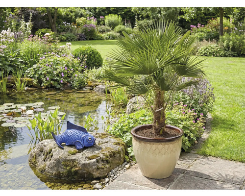 Tuinscene met vijver, blauw visfiguur op steen en palm in pot