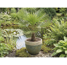 Hennep palm in pot voor tuinvijver