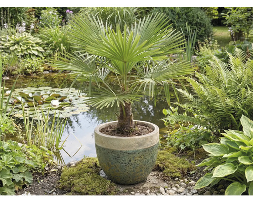Hennep palm in pot voor tuinvijver