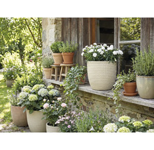 Bloemstuk met potplanten buitenshuis