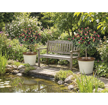 Tuin met vijver, bank en twee rozenboompjes in potten