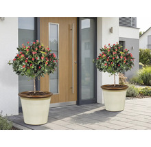 Twee rozenboompjes met rode bloemen in plantenbakken voor een voordeur.