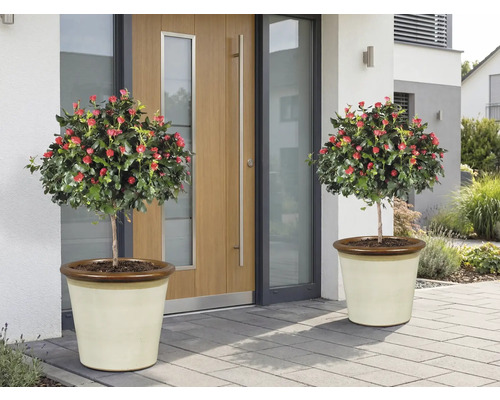 Twee rozenboompjes met rode bloemen in plantenbakken voor een voordeur.