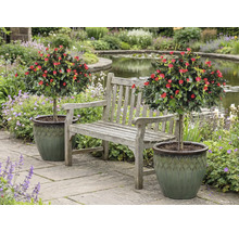 Tuinbank tussen twee rozenboompjes in potten in een tuin