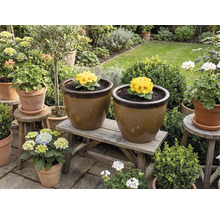 Tuinaanzicht met bloempotten op een houten bank en krukjes, beplant met sleutelbloemen en hortensia's.