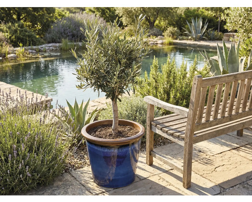 Olijfboom in pot naast een houten bank in een tuin met een vijver