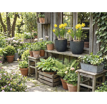 Idyllische tuinscène met verschillende planten in potten en bakken voor een houten tuinhuis.