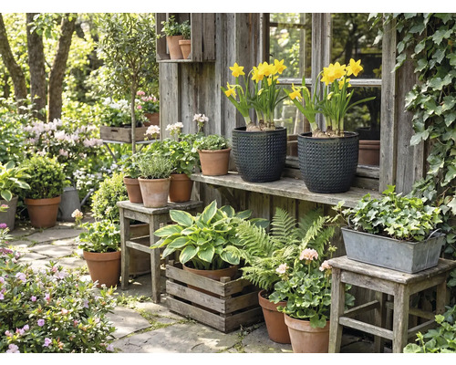 Idyllische tuinscène met verschillende planten in potten en bakken voor een houten tuinhuis.