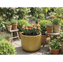 Tuin met bloemen in potten en plantenbakken.