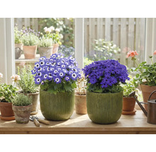 Kamer met bloeiende potplanten op een vensterbank