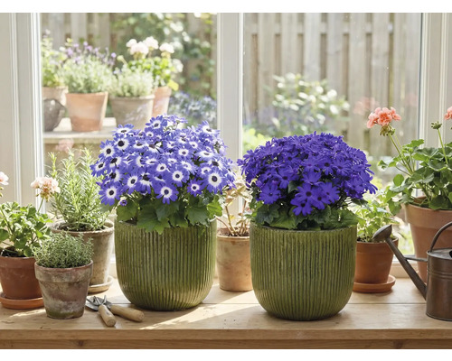 Kamer met bloeiende potplanten op een vensterbank
