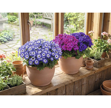 Kamer met bloeiende cineraria's in terracotta potten