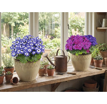 Twee potplanten met bloemen op een vensterbank, plus een gieter en kleine potten.