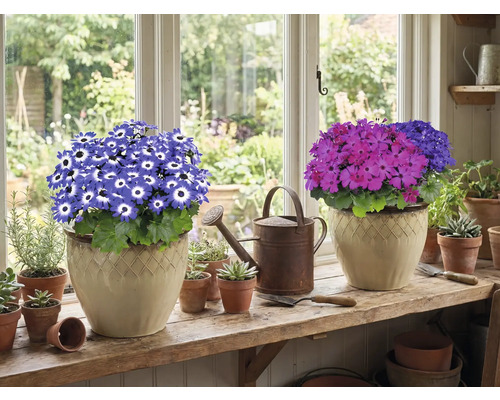 Twee potplanten met bloemen op een vensterbank, plus een gieter en kleine potten.