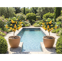 Twee citroenboompjes in terracotta potten naast een zwembad in een tuin.