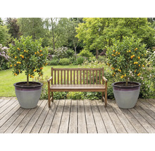 Tuin met houten bank en twee mandarijnenbomen in plantenbakken op een houten terras.