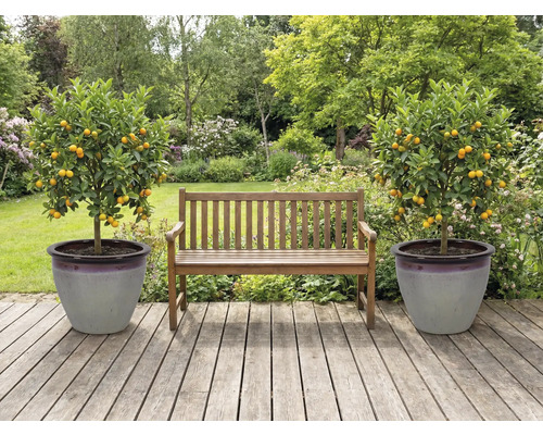 Tuin met houten bank en twee mandarijnenbomen in plantenbakken op een houten terras.