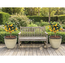 Tuinscene met houten bank en twee mandarijnboompjes in plantenbakken