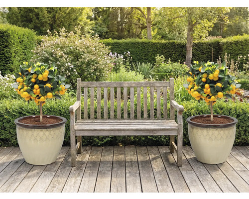 Tuinscene met houten bank en twee mandarijnboompjes in plantenbakken