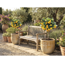 Tuinscene met citroenboompjes in potten en een houten bank