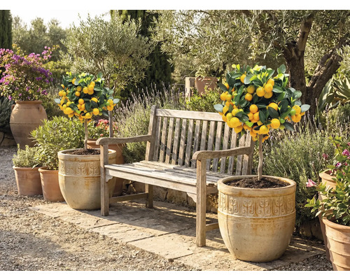 Tuinscene met citroenboompjes in potten en een houten bank