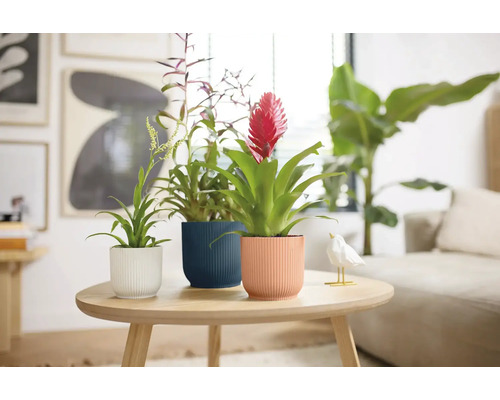 Drie bromelia's in potten op een tafel in een lichte woonkamer.